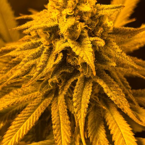 King’s Juice  growlog timeline photo