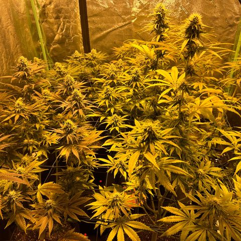Planet of the Grapes #1 growlog timeline photo