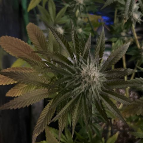 Planet of the Grapes #1 growlog timeline photo
