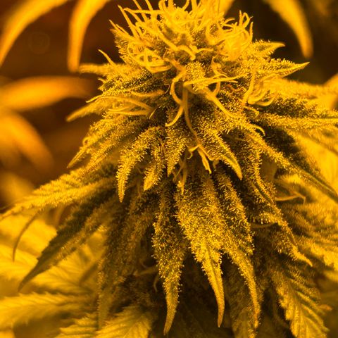 Planet of the Grapes growlog timeline photo