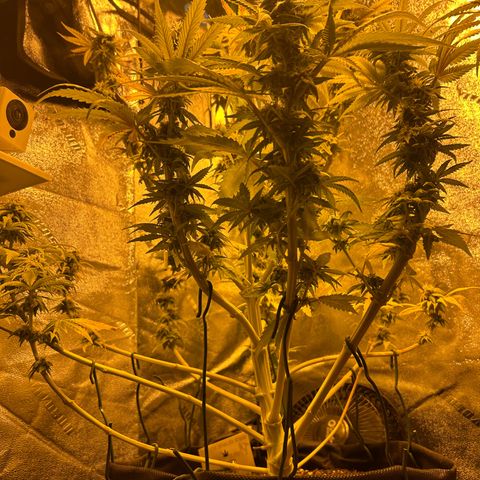 Planet of the Grapes growlog timeline photo