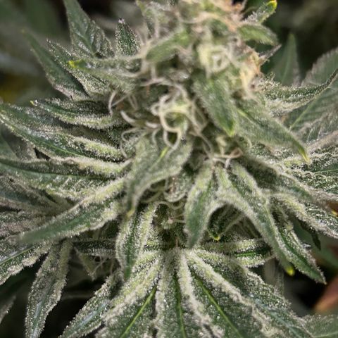 Planet of the Grapes #1 growlog timeline photo