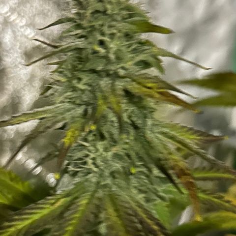 Planet of the Grapes #1 growlog timeline photo