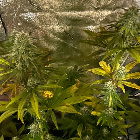 Planet of the Grapes #1 growlog timeline photo