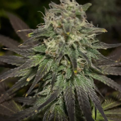 Planet of the Grapes #1 growlog timeline photo