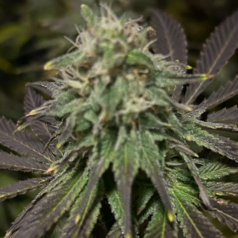 Planet of the Grapes #4 growlog timeline photo