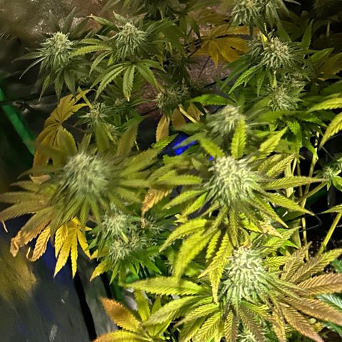 Planet of the Grapes #4 growlog timeline photo