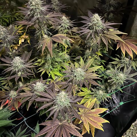 Planet of the Grapes #4 growlog timeline photo