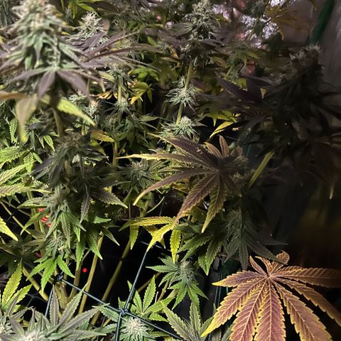 Planet of the Grapes #4 growlog timeline photo