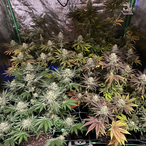 Planet of the Grapes #4 growlog timeline photo