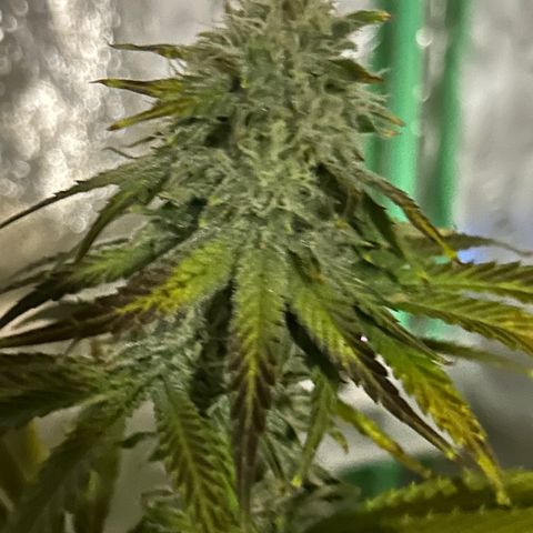 Planet of the Grapes #4 growlog timeline photo