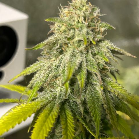 Planet of the Grapes growlog timeline photo