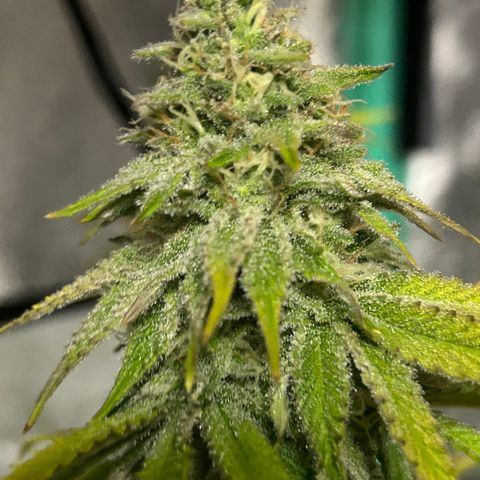 Planet of the Grapes growlog timeline photo