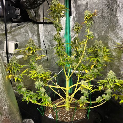 Planet of the Grapes growlog timeline photo
