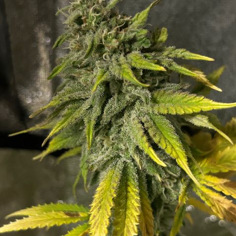 Planet of the Grapes growlog timeline photo