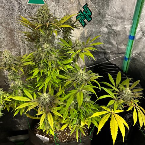 King’s Juice  growlog timeline photo