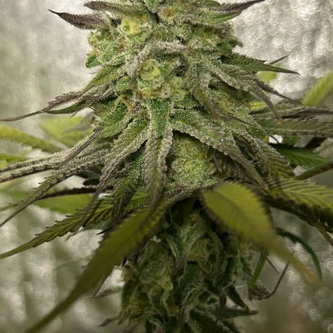 King’s Juice  growlog timeline photo