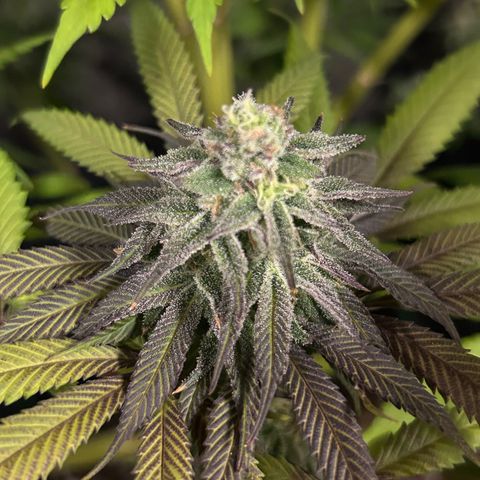 King’s Juice  growlog timeline photo