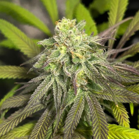 King’s Juice  growlog timeline photo