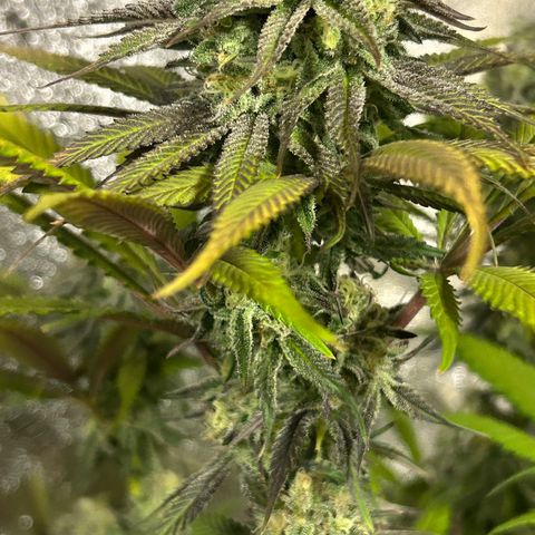 King’s Juice  growlog timeline photo