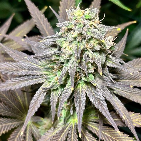 Planet of the Grapes #1 growlog timeline photo
