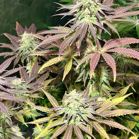 Planet of the Grapes #1 growlog timeline photo
