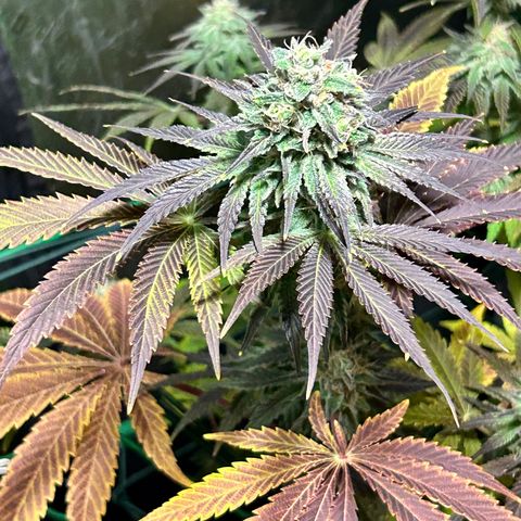 Planet of the Grapes #1 growlog timeline photo