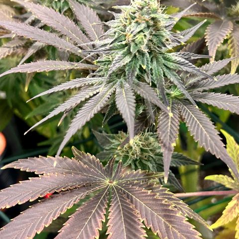 Planet of the Grapes #1 growlog timeline photo