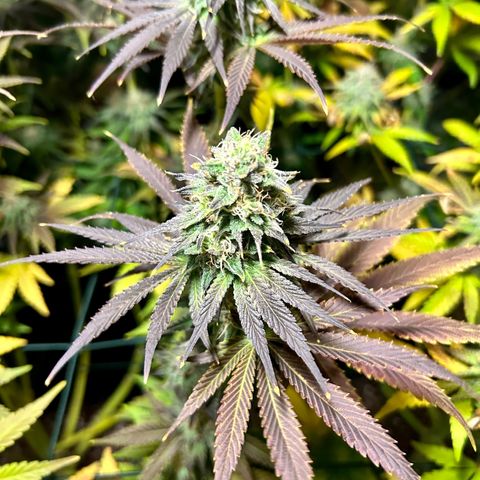 Planet of the Grapes #1 growlog timeline photo
