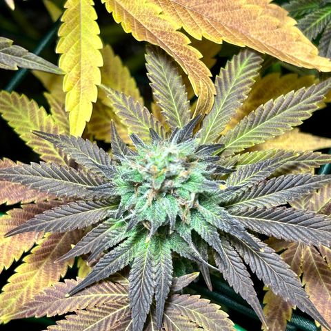 Planet of the Grapes #1 growlog timeline photo