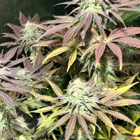 Planet of the Grapes #1 growlog timeline photo
