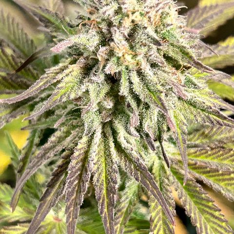 Planet of the Grapes #1 growlog timeline photo