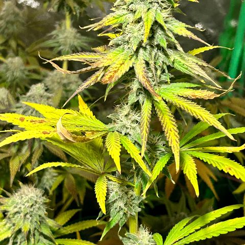 Planet of the Grapes #1 growlog timeline photo