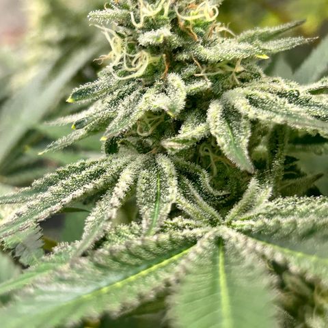 Planet of the Grapes #1 growlog timeline photo