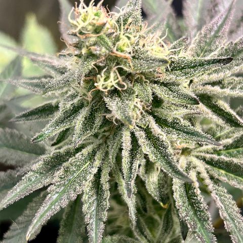 Planet of the Grapes #1 growlog timeline photo