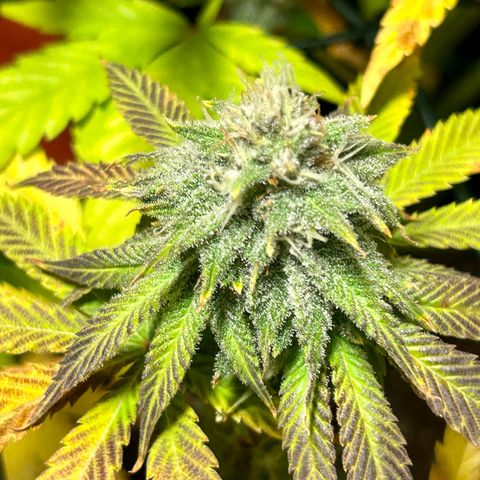 Planet of the Grapes #1 growlog timeline photo