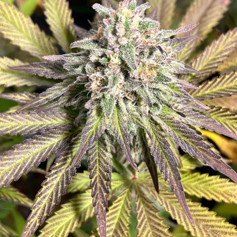 Planet of the Grapes #1 growlog timeline photo