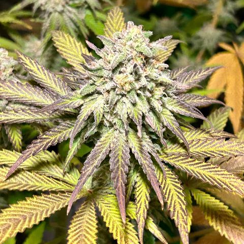 Planet of the Grapes #1 growlog timeline photo