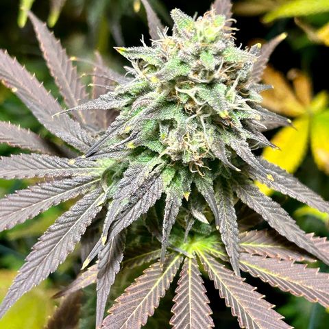 Planet of the Grapes #1 growlog timeline photo