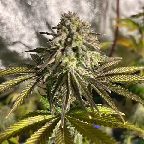 Planet of the Grapes #1 growlog timeline photo