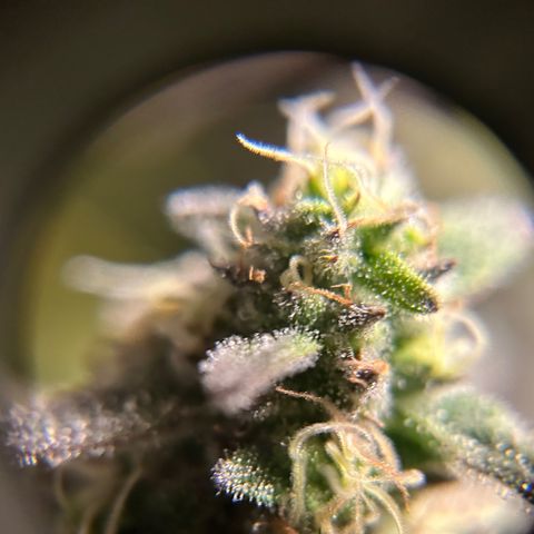 Planet of the Grapes #1 growlog timeline photo