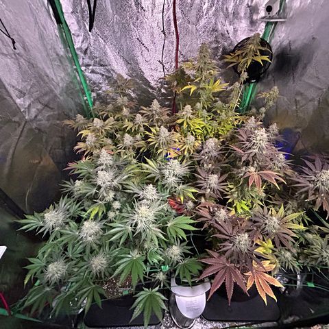 Planet of the Grapes #1 growlog timeline photo
