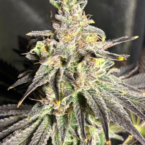 Planet of the Grapes #1 growlog timeline photo