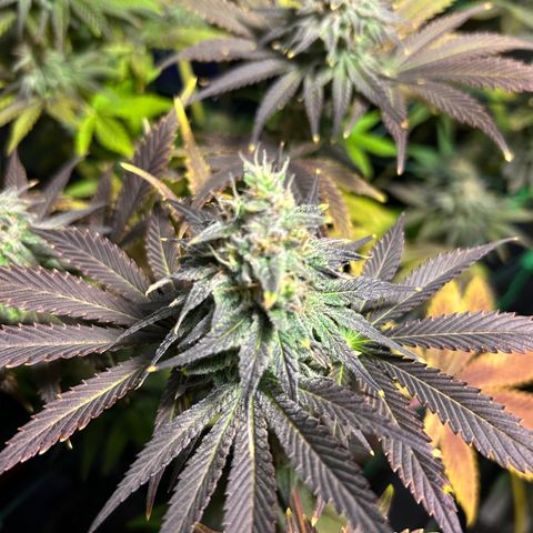 Planet of the Grapes #1 growlog timeline photo