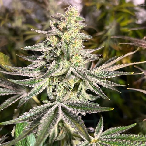 Planet of the Grapes #1 growlog timeline photo