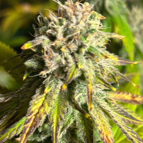 Planet of the Grapes #1 growlog timeline photo