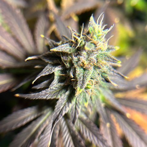 Planet of the Grapes #1 growlog timeline photo
