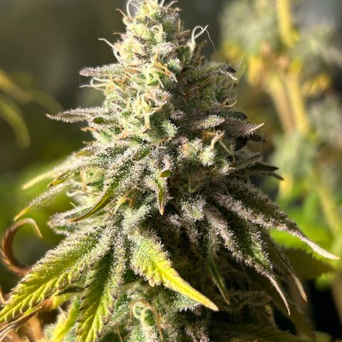 Planet of the Grapes growlog timeline photo