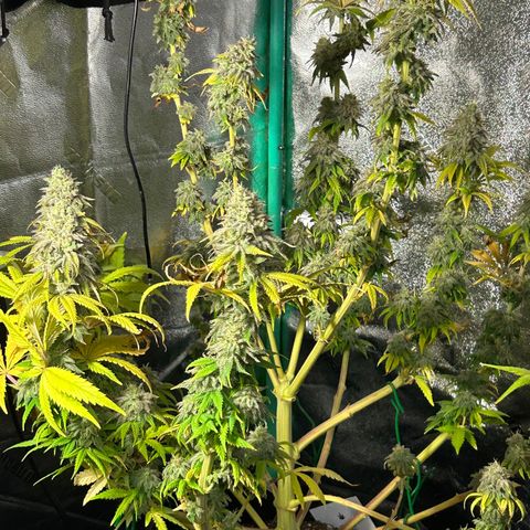 Planet of the Grapes growlog timeline photo