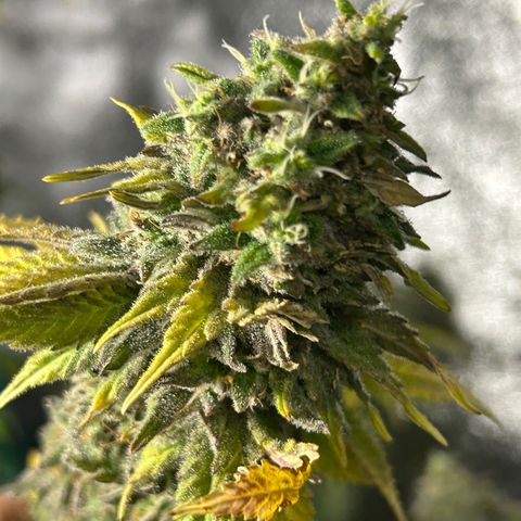 Planet of the Grapes growlog timeline photo